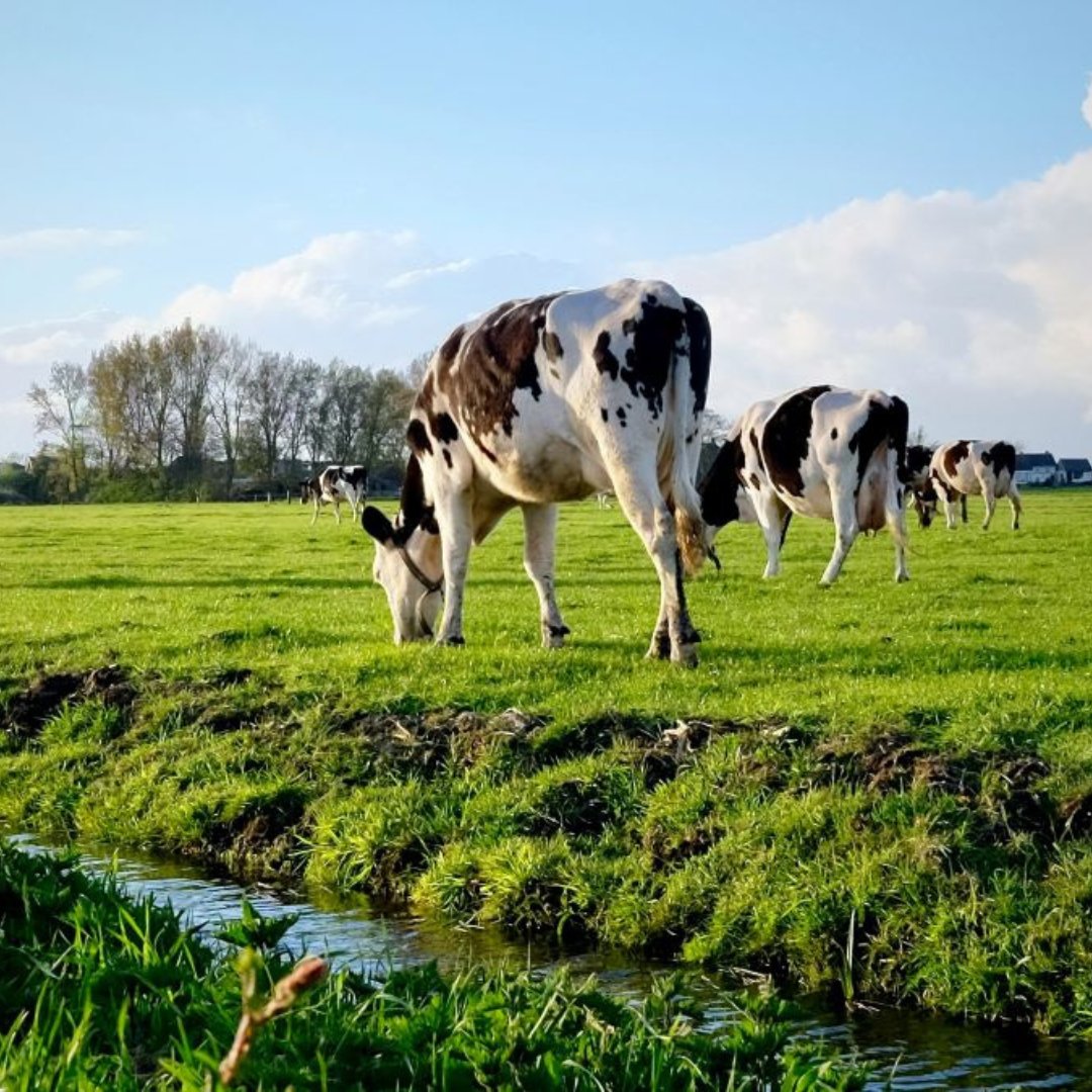 🐄 Why does bioavailability of trace elements matter in ruminants?
Because better absorption = healthier animals! 💪
Discover how hydroxy trace minerals boost growth, immunity, and more. Learn the science 👉mineralsmatter.co/why-bioavailab…
#CalfHealth #TeamDairy #TraceElements
