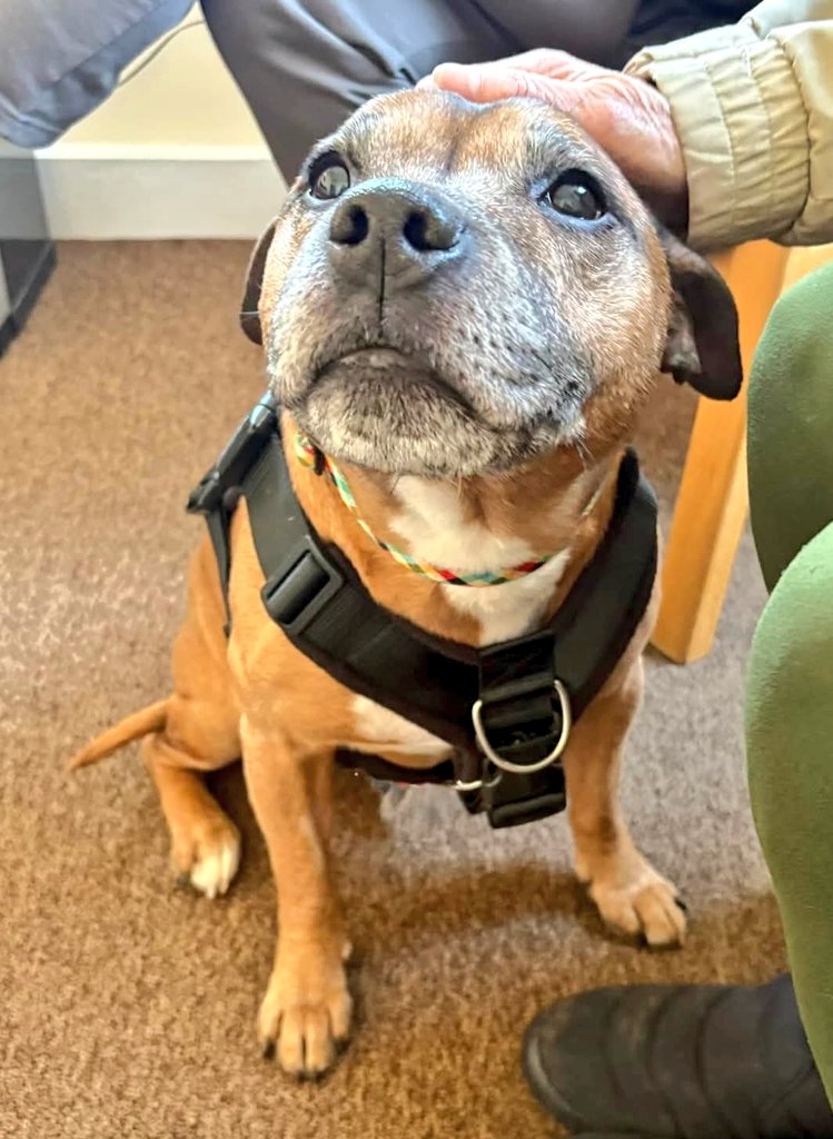 Senior Staffy Club Dog Rescue tweet media