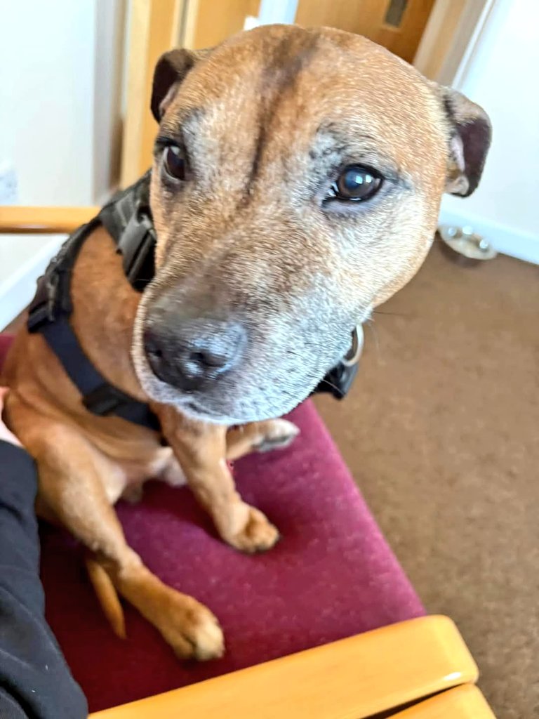 Senior Staffy Club Dog Rescue tweet media