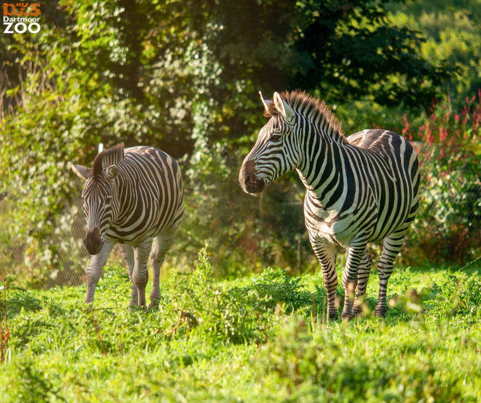 Dartmoor Zoo tweet media