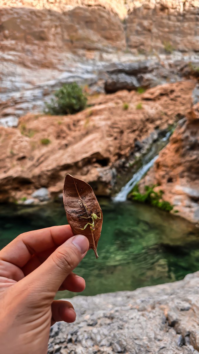 omanspire's tweet image. Snaps from the stunningly gorgeous Wadi Bani Kharus at Al Ulya 💚
📸: @OmanTripper 
#beautyhasanaddress #Oman #OmanTripper #عمان #Omanspire