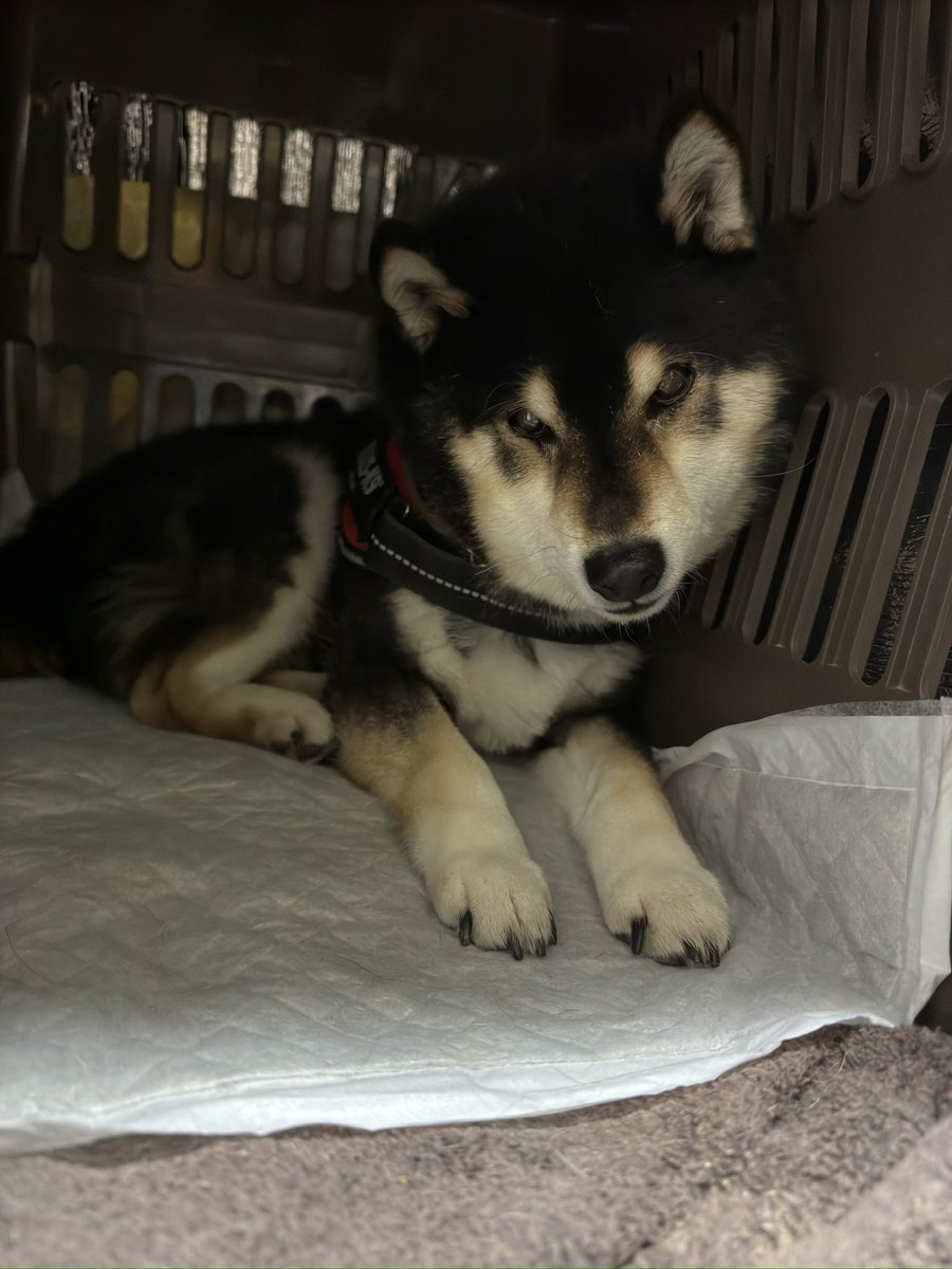 v_code_02's tweet image. 朝開けたチュール2/3と、チュール1本をやっと食べきった犬の顔。

あといつものフード(ドライ)を10gくらい😂
ふやかしご飯は食べません。