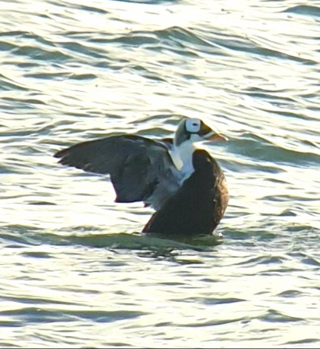 What a bird