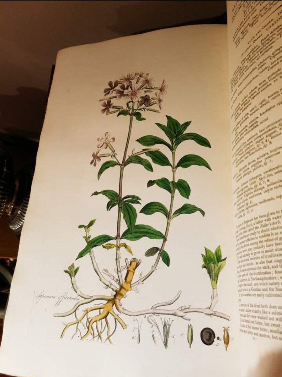 Jenny Seohyun Jo (@jenny_sjo) on Twitter photo 🌸🧼We made the cover⚕️🌱
📢Check out the February issue of <a href="/nchembio/">Nature Chemical Biology</a>✨️
The cover illustration is an antique soapwort drawing from Flora Londonensis (1835), one of the many beautiful rare books in the collection of <a href="/JIChistory/">JIC Archives</a> <a href="/JohnInnesCentre/">John Innes Centre</a> 📜 🌸🧼We made the cover⚕️🌱
📢Check out the February issue of <a href="/nchembio/">Nature Chemical Biology</a>✨️
The cover illustration is an antique soapwort drawing from Flora Londonensis (1835), one of the many beautiful rare books in the collection of <a href="/JIChistory/">JIC Archives</a> <a href="/JohnInnesCentre/">John Innes Centre</a> 📜