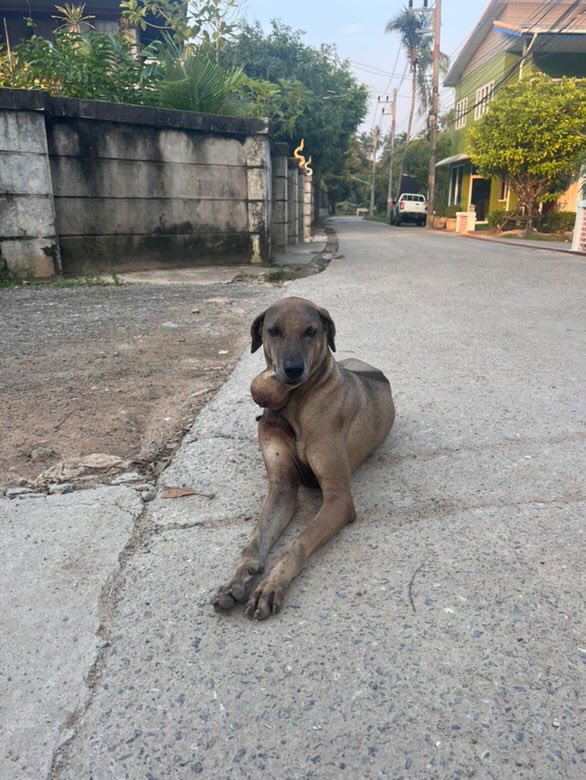 A very hard street dog rescue here in Thailand today that is still ongoing. 

Several people had messaged about this girl with a huge growth. She is a local community dog. 

The tumor is growing fast so we had to get her. What a day (1/10)