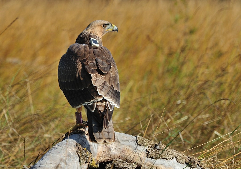 AviEcoMig's tweet image. GNSS spoofing in conflict zones disrupts wildlife tracking and hampers research and conservation efforts @NatureComms doi.org/10.1038/s41467… | @MarkusPiha @ron_efrat @YohayW @andreakoelzsch @AnneChrisMonnet @yoavperlman | #HABITRACK #ornithology
photo by A. Joris