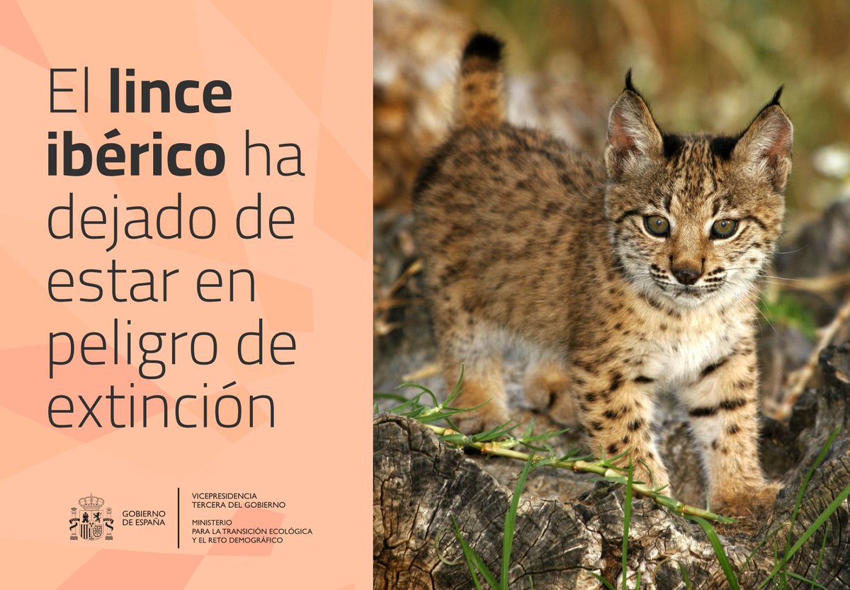 El lince ibérico ha dejado de estar en peligro de extinción en 2024 🐾

Actualmente tenemos 2.021 ejemplares en España 
► Es un caso de éxito
►► ¡Gracias al trabajo de tantos!

Motivos para estar orgullosos de nuestro país