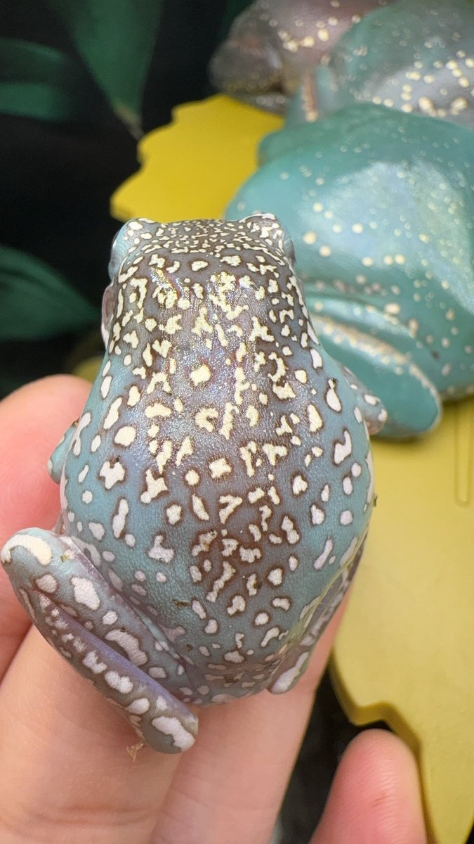 青から紫までです

#イエアメガエル