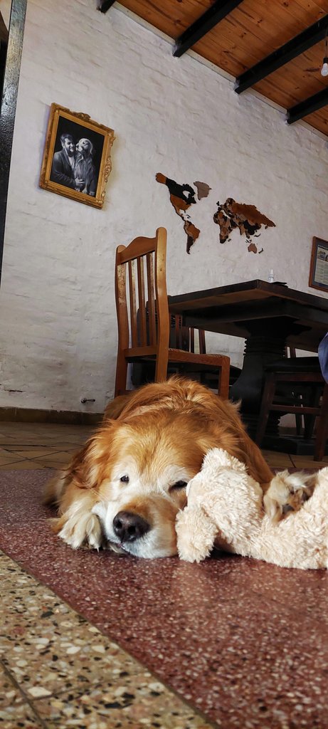Ke difícil arrancar la mañana laboral si te miran así antes de irte.