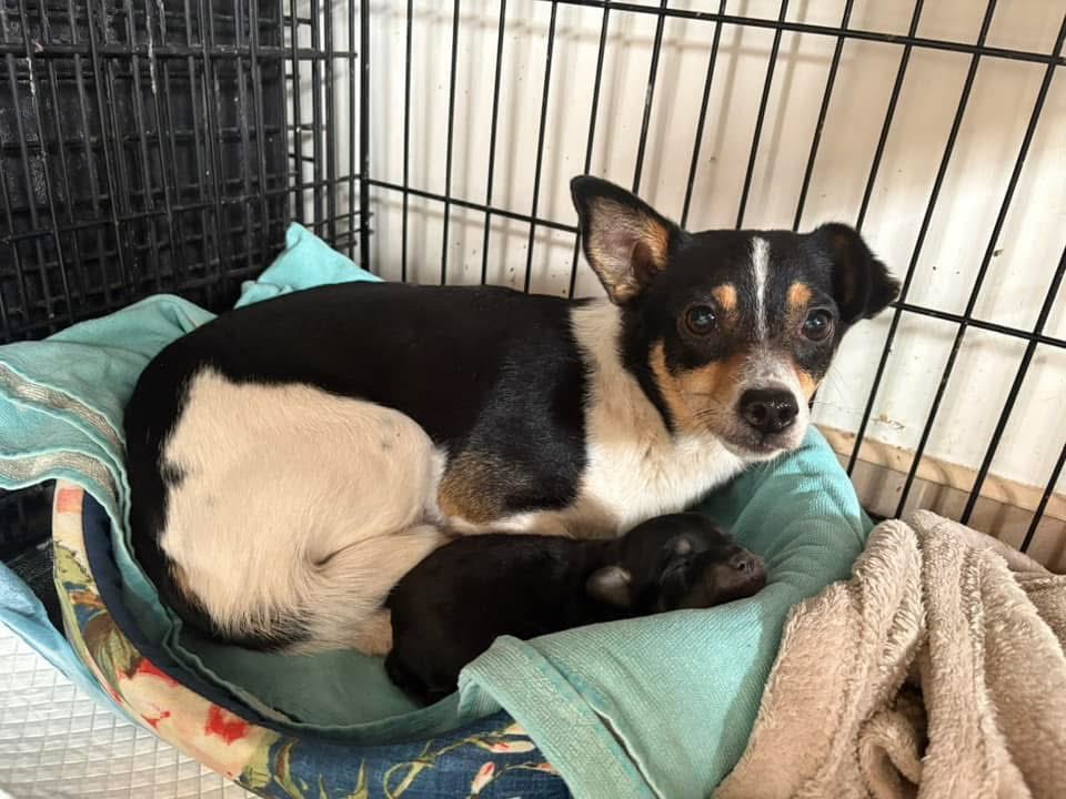 Alarm ❗️odebrana interwencyjnie ze wsparciem gminy sunia z jednym maluszkiem. Jeśli na już nie znajdzie się dla nich miejsca pojadą do SOBOLEWA ❗️bo gmina ma umowę właśnie z tym schroniskiem. Do poniedziałku zabezpieczone w lecznicy, poszukiwany DT lub stały.  ☎️668853515