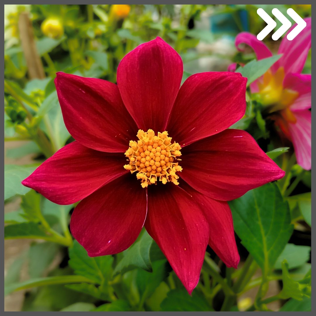gf_science's tweet photo. মিনি ডালিয়া ফুল, সাধারণ ডালিয়ার মতো এতো বড় ফুল হয় না। তবে, প্রচুর সংখ্যক ফুল ফুটে থাকে গাছে 🥰

#ডালিয়া #dahlia #flowerphotography #gardenscience https://t.co/9RpjYAZuWb