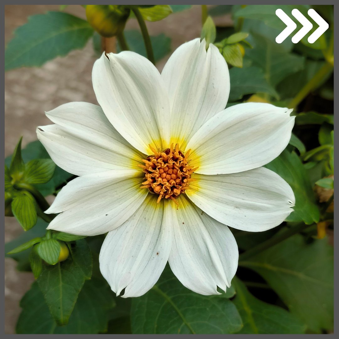 gf_science's tweet photo. মিনি ডালিয়া ফুল, সাধারণ ডালিয়ার মতো এতো বড় ফুল হয় না। তবে, প্রচুর সংখ্যক ফুল ফুটে থাকে গাছে 🥰

#ডালিয়া #dahlia #flowerphotography #gardenscience https://t.co/9RpjYAZuWb
