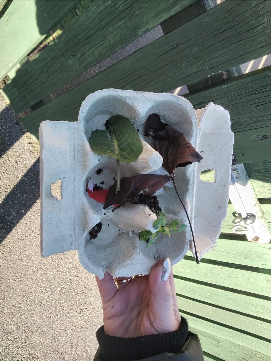 Year 2 took their science learning leaning outside this week.  They worked collaboratively to complete an egg box investigation searching for living, once alive and never been alive objects. The children then sorted and classified the things they had and we discussed our findings