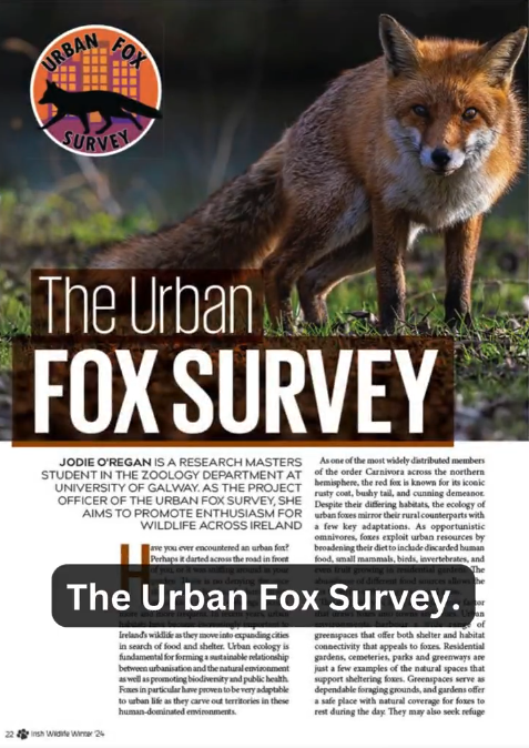 Jodie✨ (@jodieoregan) on Twitter photo Join the Irish Wildlife Trust for an exclusive Wildlife magazine! There's even an article written by me about my research project: The Urban Fox Survey 🦊🧡
<a href="/UrbanFoxSurvey/">Urban Fox Survey 🦊</a> <a href="/Irishwildlife/">Irish Wildlife Trust</a> Join the Irish Wildlife Trust for an exclusive Wildlife magazine! There's even an article written by me about my research project: The Urban Fox Survey 🦊🧡
<a href="/UrbanFoxSurvey/">Urban Fox Survey 🦊</a> <a href="/Irishwildlife/">Irish Wildlife Trust</a>