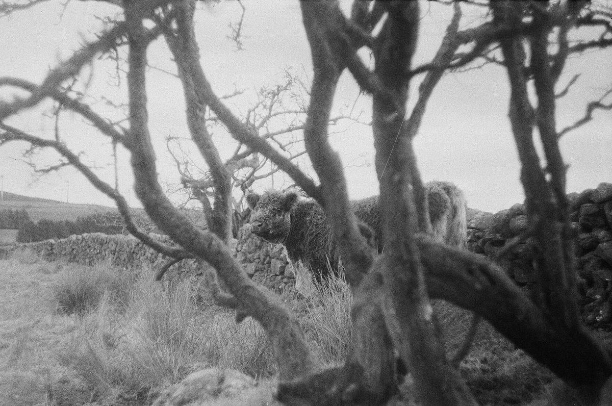 Patrick Laurie (@gallowaygrouse) on Twitter photo I’m no great photographer, but returning to a 1970s b/w film camera has really helped to focus my writing about Galloway, farming and landscape over the last few weeks - read the results and subscribe at andtheyellowale.substack.com with thanks to <a href="/TakeItEasyLab/">Take It Easy Lab</a> I’m no great photographer, but returning to a 1970s b/w film camera has really helped to focus my writing about Galloway, farming and landscape over the last few weeks - read the results and subscribe at andtheyellowale.substack.com with thanks to <a href="/TakeItEasyLab/">Take It Easy Lab</a>