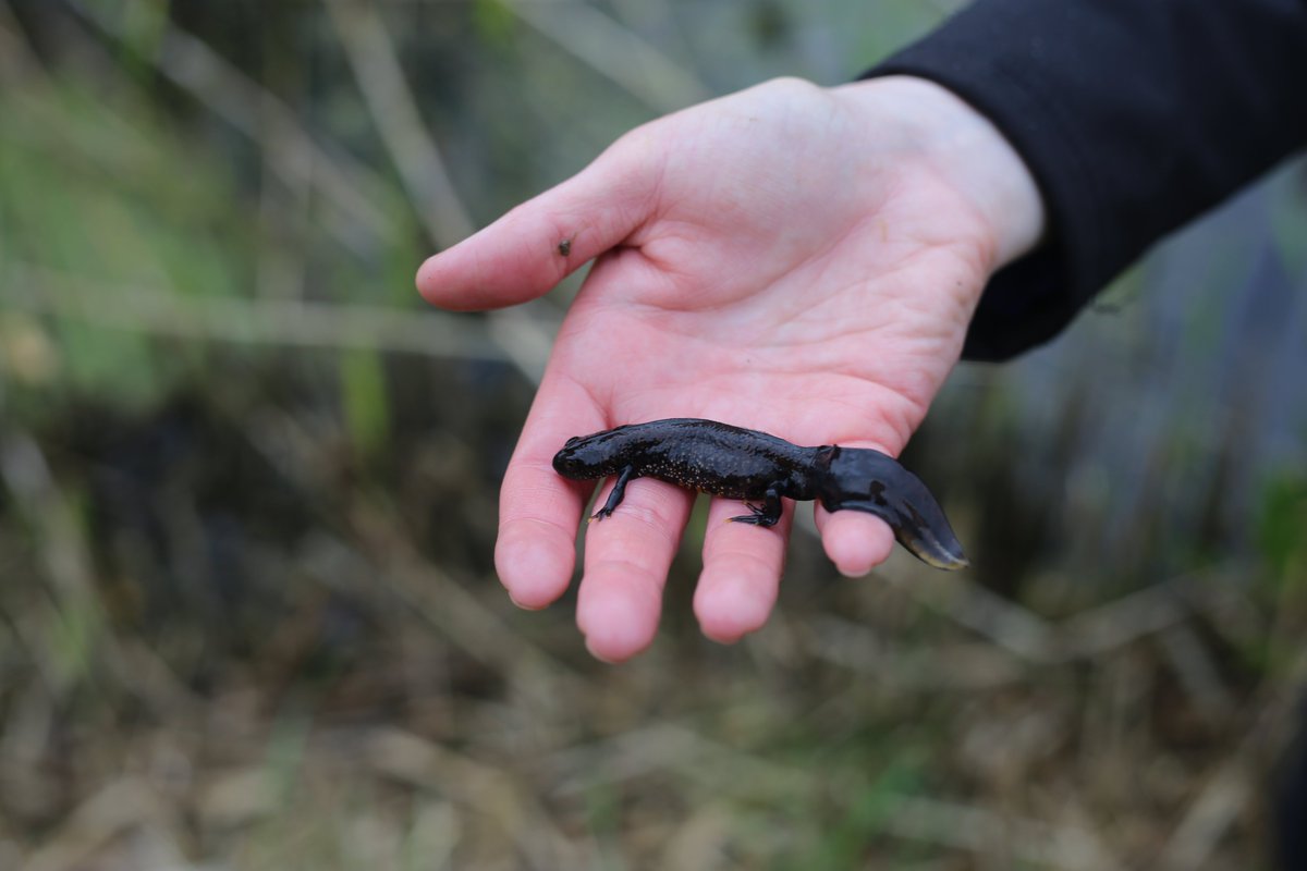 LizardLD's tweet photo. 🌿 GCN Survey Season Starts in March! 🦎

Great crested newts are a protected species, and developments affecting their habitat require ecological assessments. Book your GCN survey now to avoid delays and ensure compliance!

🐍 Reptile surveys also available from March. https://t.co/NHp5TfcTcR