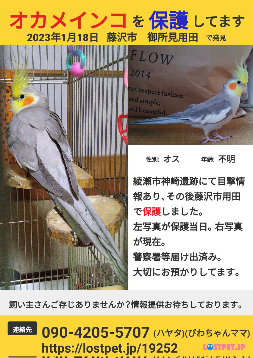 今日は2グラム減っていました。
粟穂は消化できずに便から出てきたそうで、まだまだ回復とはいかないようです。
昨日よりも膨らんで、羽根が下がっていました…便も少なめで、心配…
会うたびに、一喜一憂しています。
明日、レントゲンを撮る日です。
丸一週間経ち、先生にしっかりお話伺います。
