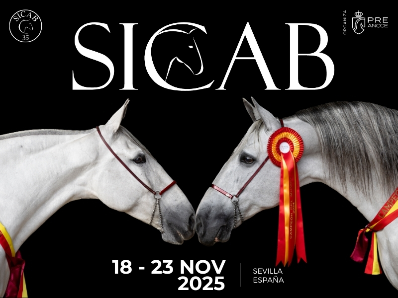¡Fecha oficial de SICAB 2025! 🙌🏻

Del 18 al 23 de noviembre, el Palacio de Congresos y Exposiciones de Sevilla, FIBES, acoge el Salón Internacional del Caballo, SICAB 2025, sede del Campeonato del Mundo del Caballo Español, organizado por <a href="/anccepre/">ANCCE</a> ✨

➡️ ancce.es/2955