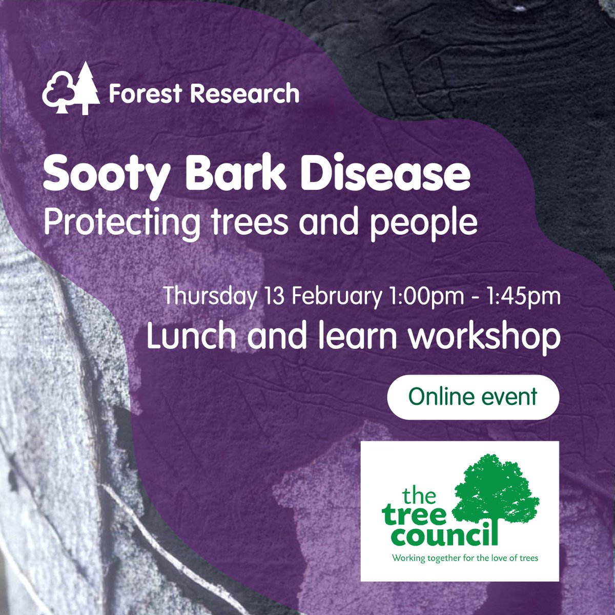 Forest_Research's tweet image. 💻🌐 The Tree Council is hosting a special online workshop exploring the latest research on Sooty Bark Disease. Join us on Thursday 13 Feb 1:00–1:45 PM.  

Experts from Forest Research, @TheTreeCouncil  and @bgci will share early insights into its prevalence and impact in the UK.…