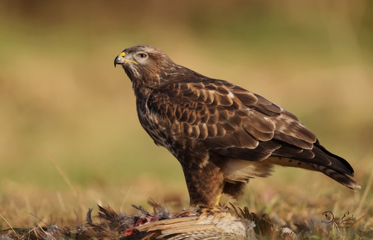 DEAN EADES WILDLIFE PHOTOGRAPHY tweet media