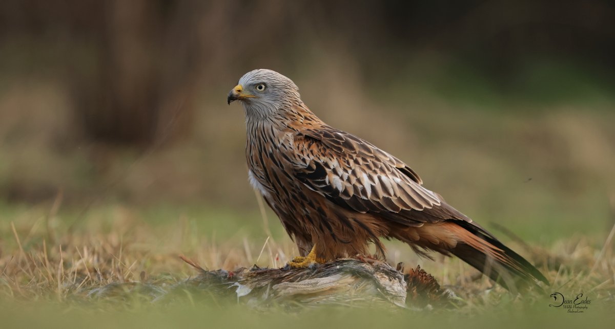 DEAN EADES WILDLIFE PHOTOGRAPHY tweet media