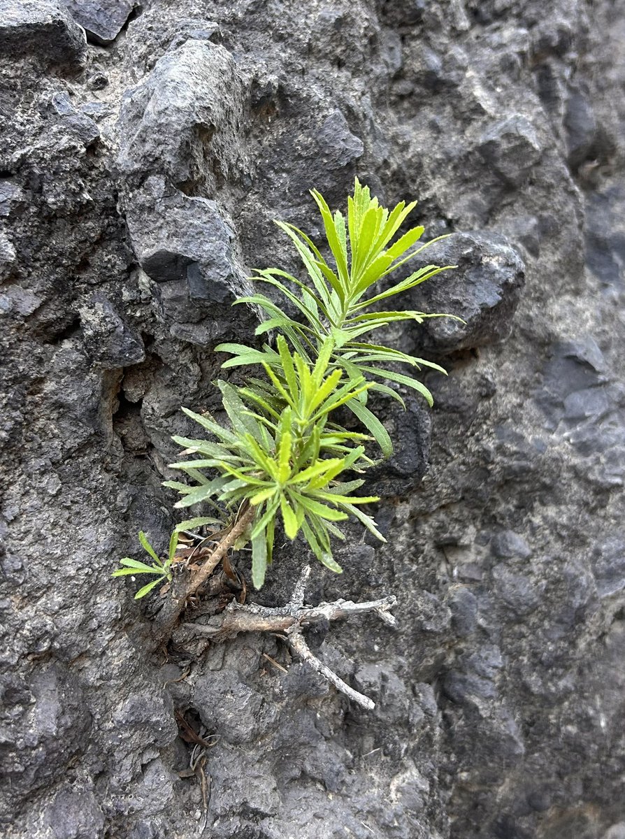 Giving up ultra processed food is hard but being addicted to it is harder. 
Start today, take the first step. Things can grow in hard places 🙏🏻
#RecoveryPosse