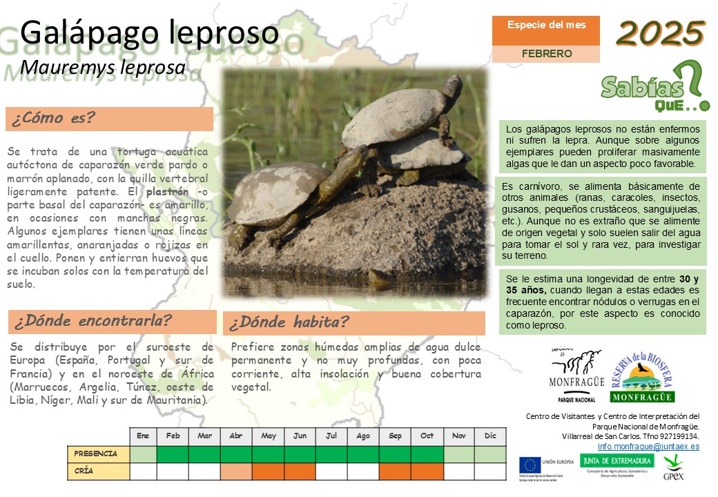 Los primeros días templados del invierno nos permiten disfrutar de la reactivación de numerosas especies, como los galápagos leprosos que os mostramos hoy, 1 de febrero. Estrenamos #especiedelmes 🐢🥰
#galapagoleproso #biodiversidad #Monfragüe #ParqueNacional #ReservadelaBiosfera