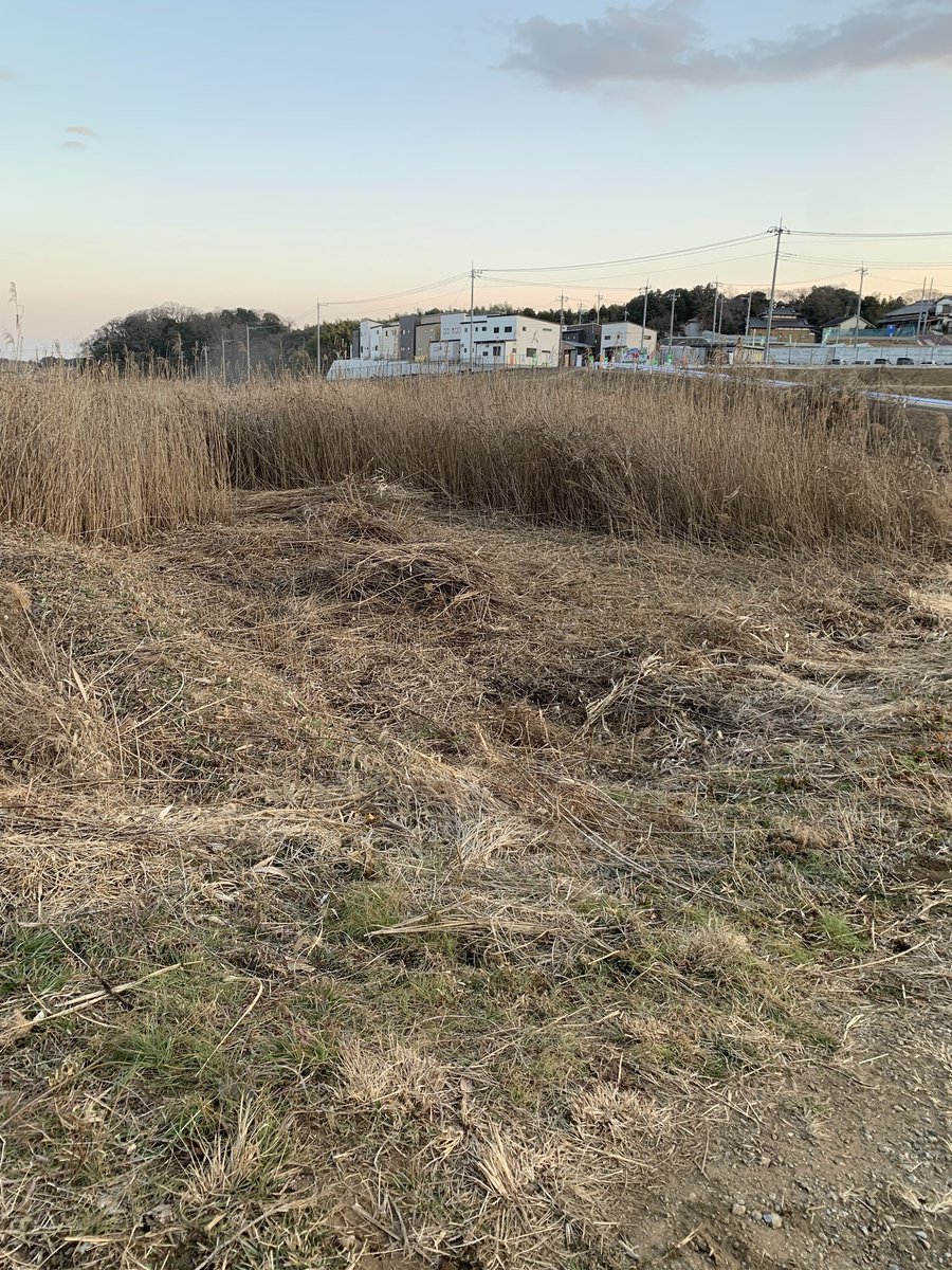 Ra1000Jyo's tweet photo. 自分の背丈より2倍以上ある葦を
刈り取り。
今年ここでも米作り✨ https://t.co/JWE0bKT6Qw