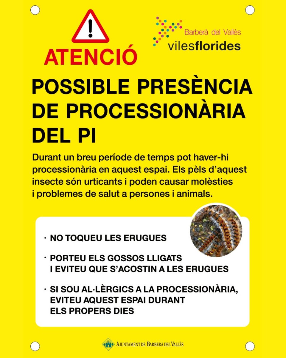 🐛Avís per processionària del pi a Barberà del Vallès
▶️S'ha detectat que les erugues de processionària del pi han començat a baixar dels arbres.
📢Ep! Recordeu alguns consells:
