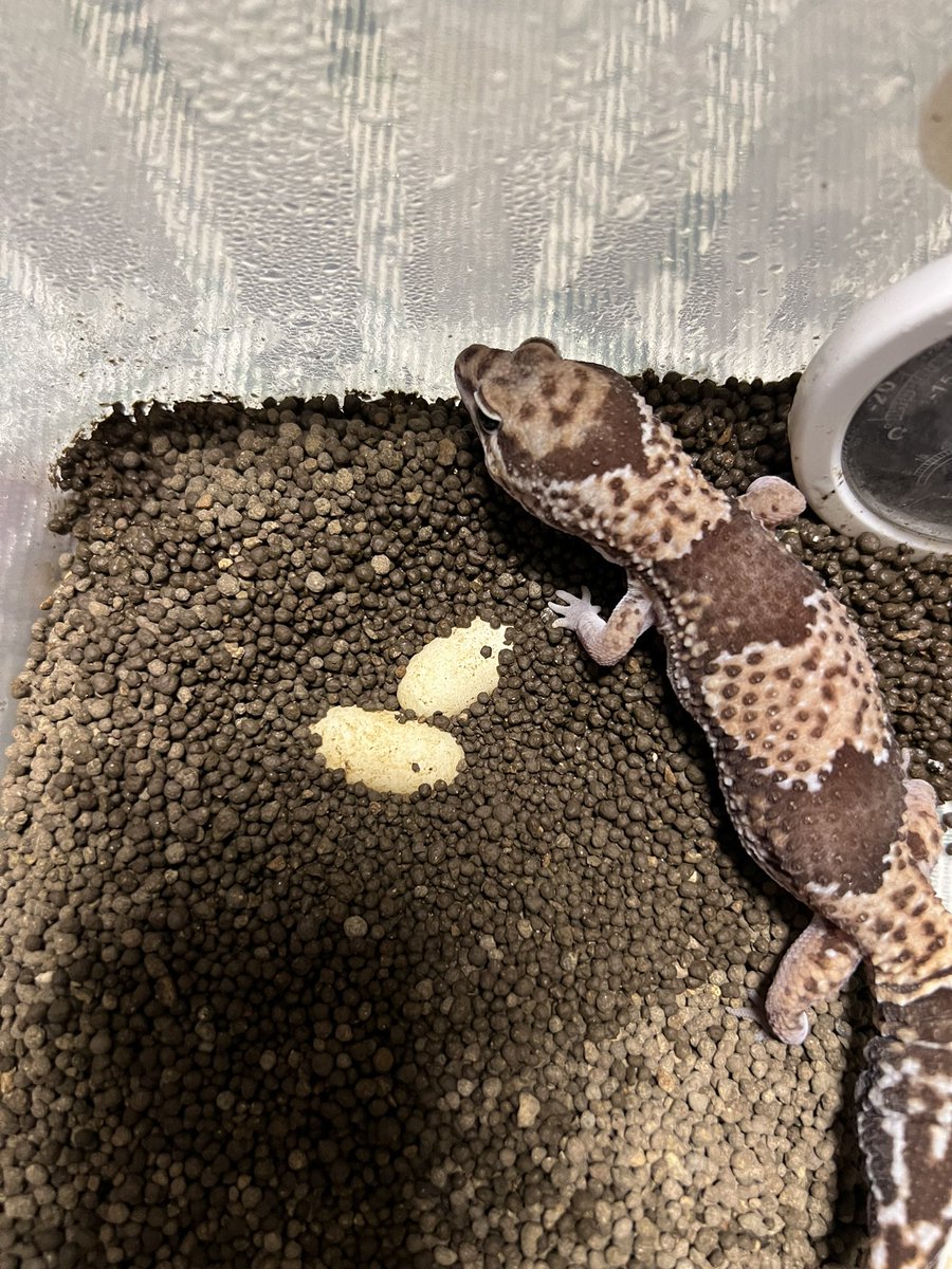 kochan444's tweet photo. ニシアフ繁殖日記
ノーマルの方が産卵しました！
最初のペアリングが上手くいってたみたい！
とりあえず良かった！笑
#ニシアフリカトカゲモドキ 
#ニシアフ
#産卵
#爬虫類
#ペアリング https://t.co/kh4pvruGLg