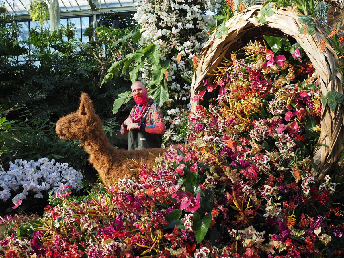 LatAmTravelist (@latamtravelist) on Twitter photo The wild beauty of #Peru - one of the most biodiverse places on the planet - is on show now at <a href="/kewgardens/">KewGardens</a> for the annual orchid festival, with a cornucopia of colourful flowers and artworks evoking Peru's ancient traditions.
Info - kew.org/kew-gardens/wh…
#OrchidFestival The wild beauty of #Peru - one of the most biodiverse places on the planet - is on show now at <a href="/kewgardens/">KewGardens</a> for the annual orchid festival, with a cornucopia of colourful flowers and artworks evoking Peru's ancient traditions.
Info - kew.org/kew-gardens/wh…
#OrchidFestival