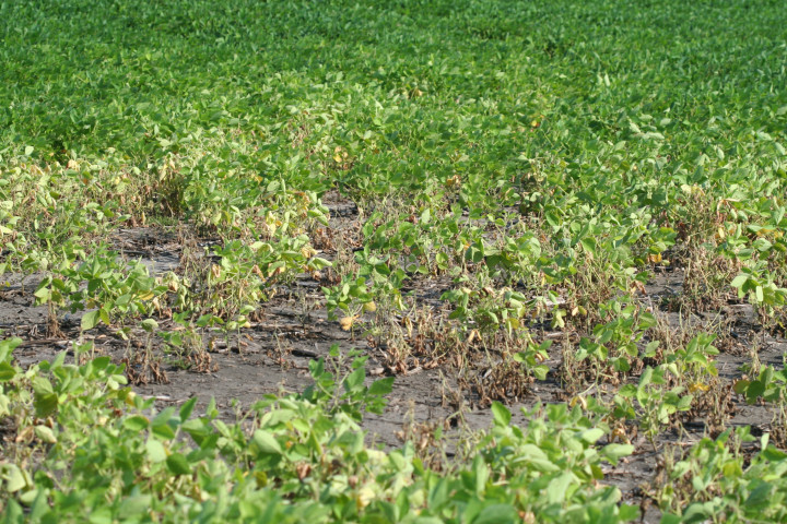 Crop Protection Network (@cropnetwork) on Twitter photo "Globally there has been a loss of previously effective soybean resistance genes (Rps) to Phytophthora sojae."
From the article cropprotectionnetwork.org/publications/l⦠by <a href="/DylanMangel/">Dylan Mangel</a> <a href="/AG__McCoy/">Austin McCoy</a> @W_Webster74 <a href="/alisonrISU/">Alison Robertson</a> <a href="/MartinChilvers1/">Martin Chilvers</a> <a href="/AlbertTenuta/">Albert Tenuta</a> <a href="/dsmuelle/">Daren Mueller</a> <a href="/cropdoc08/">Kiersten Wise</a> +more
<a href="/cropdoc08/">Kiersten Wise</a> "Globally there has been a loss of previously effective soybean resistance genes (Rps) to Phytophthora sojae."
From the article cropprotectionnetwork.org/publications/l⦠by <a href="/DylanMangel/">Dylan Mangel</a> <a href="/AG__McCoy/">Austin McCoy</a> @W_Webster74 <a href="/alisonrISU/">Alison Robertson</a> <a href="/MartinChilvers1/">Martin Chilvers</a> <a href="/AlbertTenuta/">Albert Tenuta</a> <a href="/dsmuelle/">Daren Mueller</a> <a href="/cropdoc08/">Kiersten Wise</a> +more
<a href="/cropdoc08/">Kiersten Wise</a>