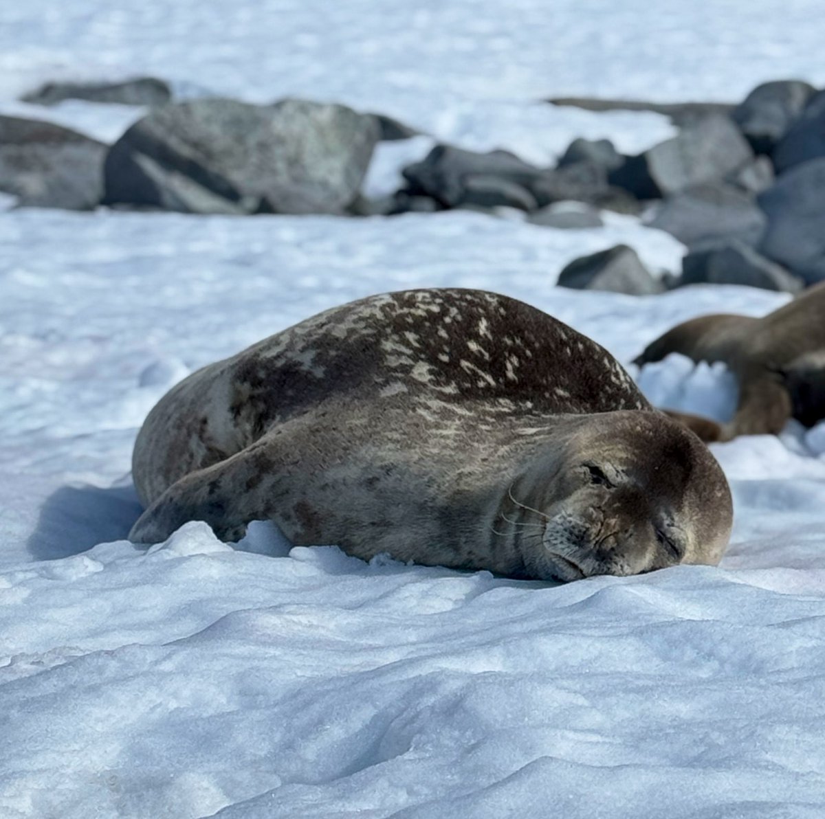 ShawnaOhm's tweet photo. Me, after 5.5 days of making myself sea sick trying to work from the Drake Passage… knowing we’re still 1.5 days from land.
#DrakeShake https://t.co/b8J9lcq184