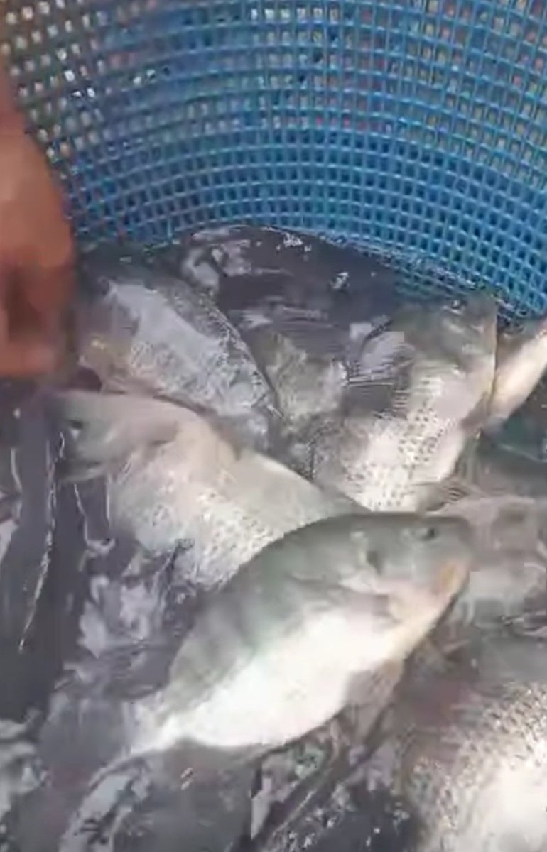 HenderaFN's tweet photo. Jum'at, 31/1/25,HenderaFN luhkanBanjar, Kunjungan ke KJA Pak Sariduansyah(Pokdakan Nila Lestari Desa Sei.Batang Ilir) Panen Ikan Nila sebanyak 550 kg, harga 28rb/kg ukuran 5=6 ekor/kg @Luhlapor @bppsdm_bp3bwi https://t.co/3BBWbeCFOo