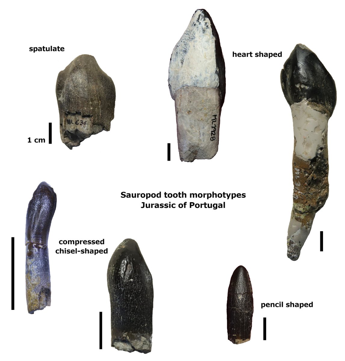 The PalAss tweet media