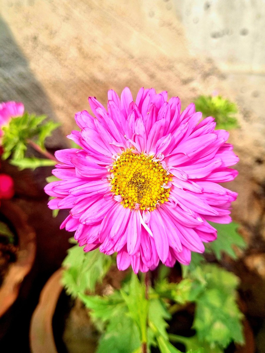 DebasmitaChat16's tweet photo. "Open the bloom of your heart and become a gift of beauty to the world.”– Bryant McGill 🪴🍁🌿💐❤️

#gardening #flowers #flowerphotography #flowerlovers #flowersdaily #flowerseveryone #Debasmita #debasmitachattopadhyay https://t.co/V9iFam24iy