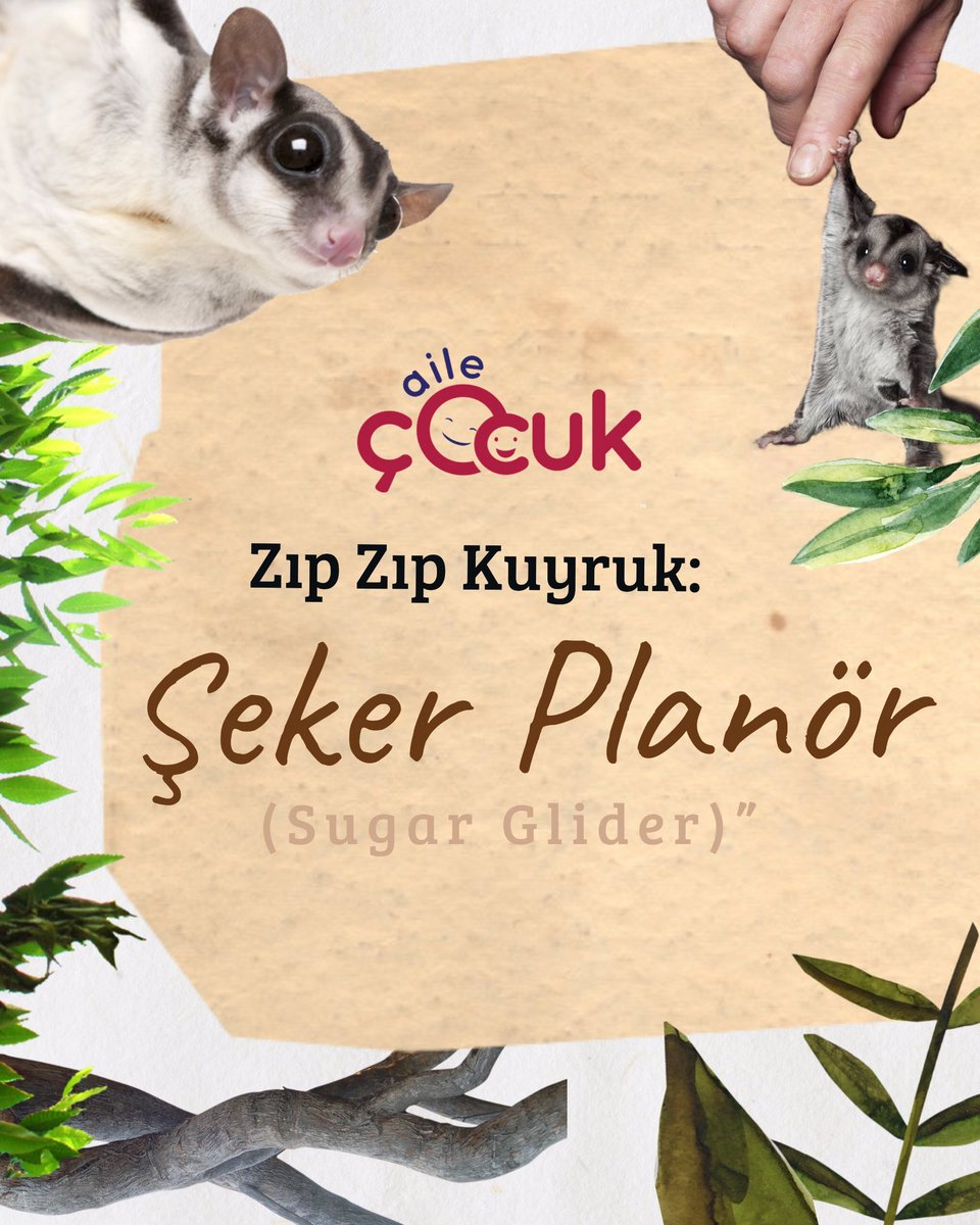 Merhaba arkadaşlar!

Çok özel, minik bir arkadaşımızı tanımak ister misiniz? Adı: Şeker Planör!☺️

Adı gibi tatlı olan bu küçük dostumuz sizleri bekliyor.👇
ailecocuk.aile.gov.tr