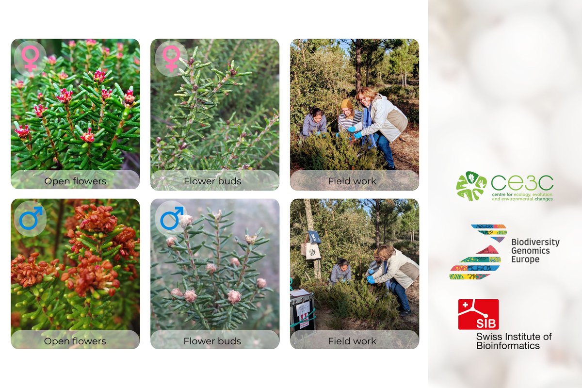 Carla Alegria (@carlaalegria14) on Twitter photo ⚪🧬Corema album flowering season = sample collection time! Flowers from female and male plants were collected for RNA extraction to boost genome annotation! #Genomics #BiodiversityResearch #Conservation <a href="/CE3CResearch/">CE3C</a> <a href="/BioGenEurope/">Biodiversity Genomics Europe (BGE)</a> <a href="/REA_research/">European Research Executive Agency</a> <a href="/SBFI_CH/">SBFI SEFRI SERI</a> <a href="/ISBSIB/">SIB</a> <a href="/EUgreenresearch/">EU green research</a> ⚪🧬Corema album flowering season = sample collection time! Flowers from female and male plants were collected for RNA extraction to boost genome annotation! #Genomics #BiodiversityResearch #Conservation <a href="/CE3CResearch/">CE3C</a> <a href="/BioGenEurope/">Biodiversity Genomics Europe (BGE)</a> <a href="/REA_research/">European Research Executive Agency</a> <a href="/SBFI_CH/">SBFI SEFRI SERI</a> <a href="/ISBSIB/">SIB</a> <a href="/EUgreenresearch/">EU green research</a>