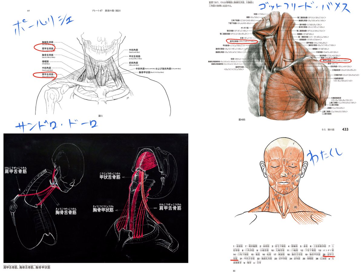美術解剖学の図にも肩甲舌骨筋ありますよ