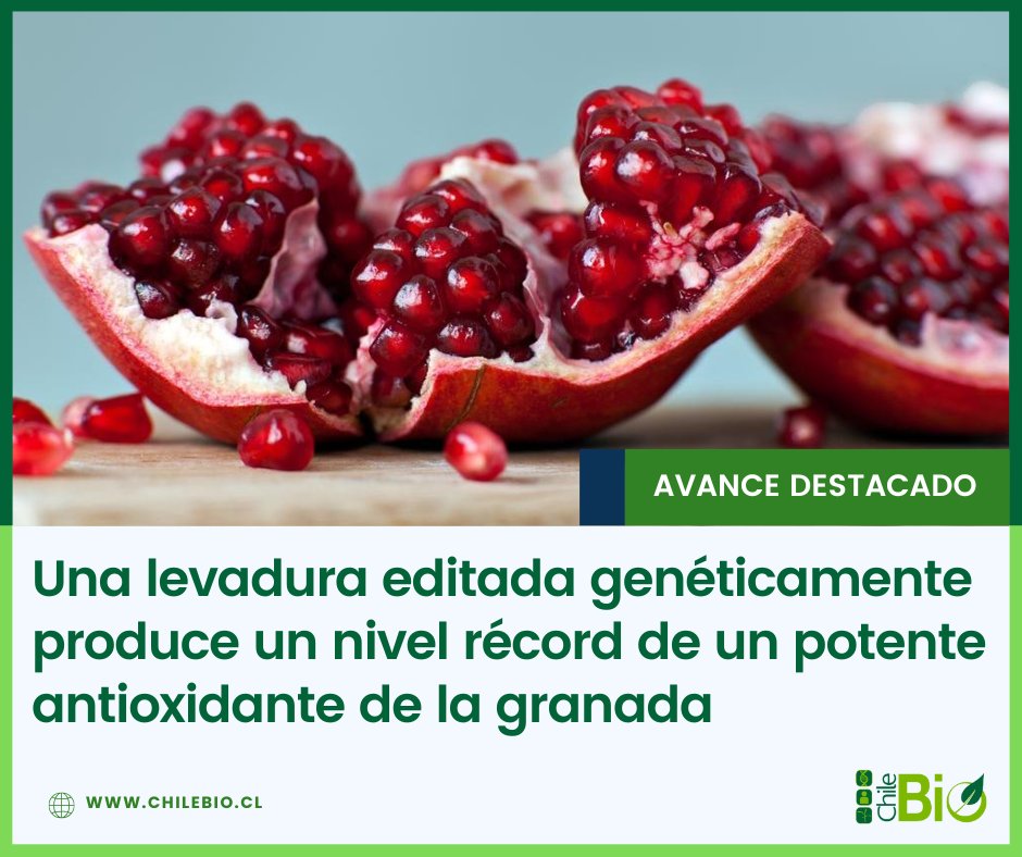 La cepa editada genéticamente auménto 80 veces el contenido del compuesto con potentes propiedades antiinflamatorias, anticancerígenas y reductoras del colesterol.

bit.ly/4h06w58 #biotech #CRISPR