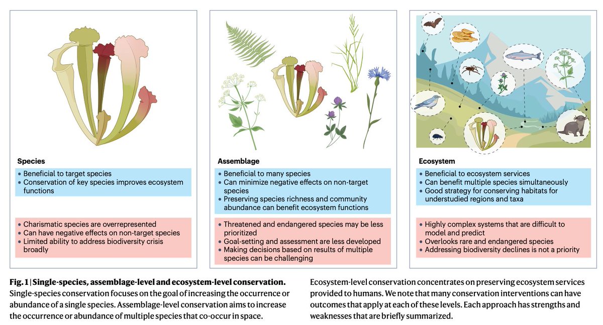 strnr's tweet image. New in @NatRevBiodiv -- A case for assemblage-level conservation to address the biodiversity crisis  nature.com/articles/s4435… 🧬🖥️🧪 #consgen (read free: rdcu.be/d8cm5)