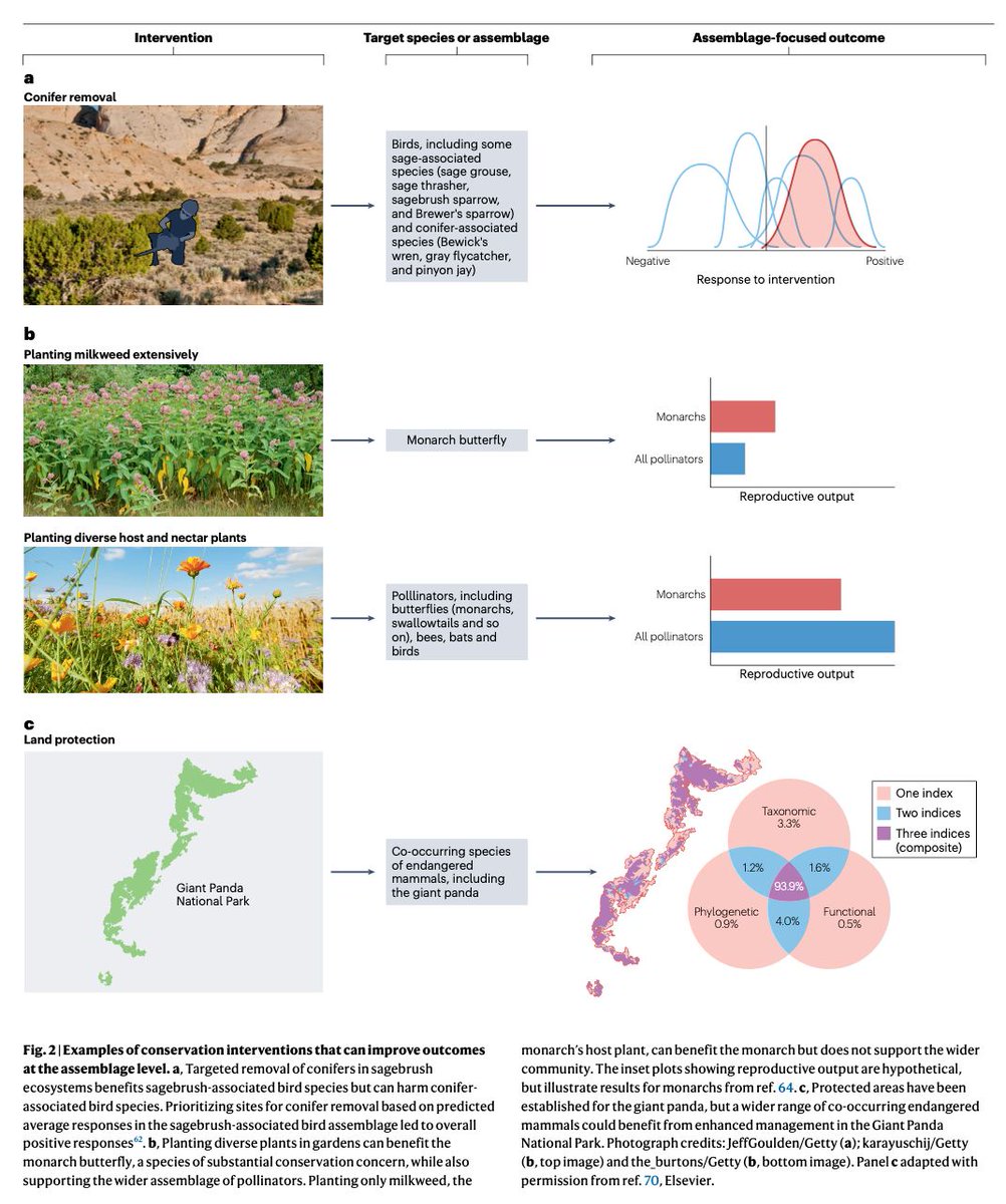 strnr's tweet image. New in @NatRevBiodiv -- A case for assemblage-level conservation to address the biodiversity crisis  nature.com/articles/s4435… 🧬🖥️🧪 #consgen (read free: rdcu.be/d8cm5)