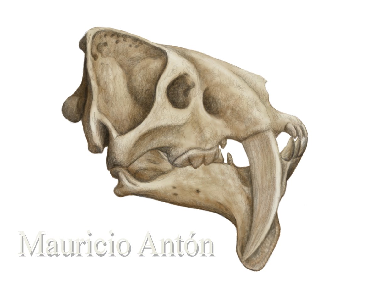 MAntonPaleoart's tweet image. For #FossilFriday, another look at Barbourofelis fricki, the most extreme sabertoothed carnivoran. The upper canine in the holotype specimen was broken and reconstructed generously, but if it were a bit shorter, it would fit with hidden sabres in life. We need more fossils!