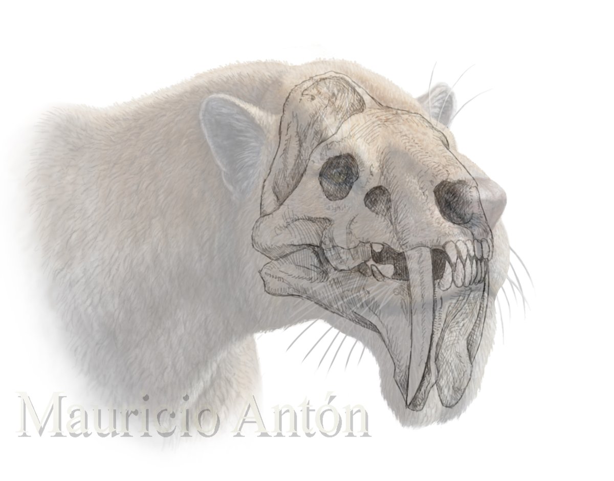 MAntonPaleoart's tweet image. For #FossilFriday, another look at Barbourofelis fricki, the most extreme sabertoothed carnivoran. The upper canine in the holotype specimen was broken and reconstructed generously, but if it were a bit shorter, it would fit with hidden sabres in life. We need more fossils!