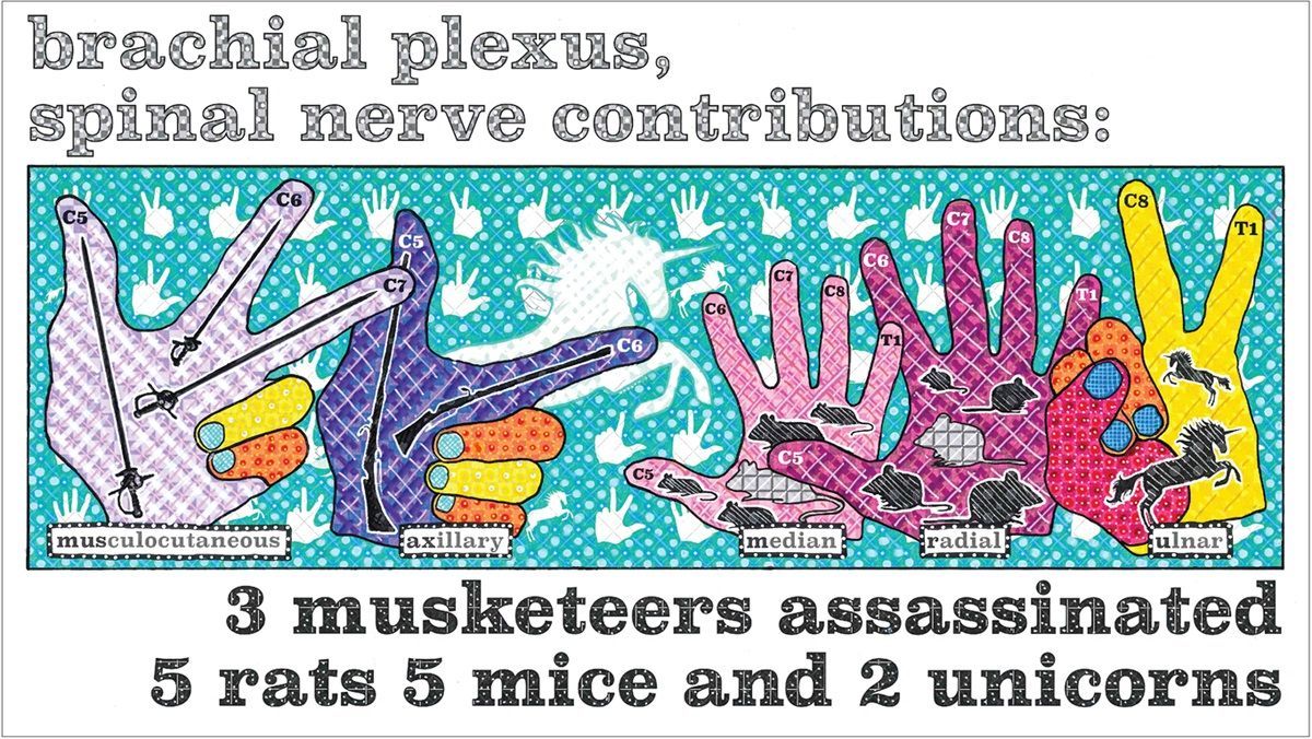 IARS_Journals's tweet image. 📣 Calling all #Anesthesiology trainees! Taking the #ITE soon and can&apos;t recall the #brachialplexus distributions? 

👉 Check out this throwback to a mnemonic shared by @iars_journals in 2021!
@NatalieKoons @ABAPhysicians