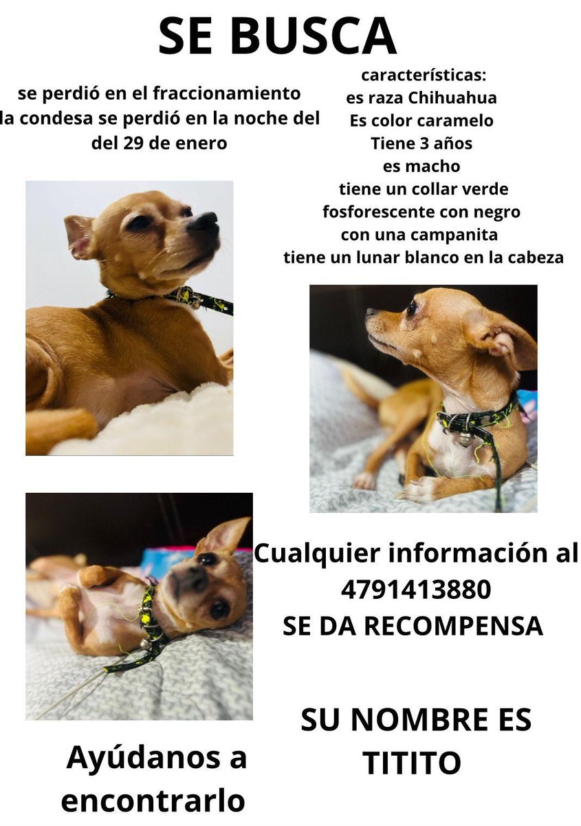 iguanomayor's tweet photo. #SEBUSCA A #TITITO
#LeónGto #perrosperdidos
Su familia está buscando a este pequeño perrito. Se les salió sin que se dieran cuenta de su domicilio.
Si saben algo, por favor comunicarse con ellas
#EnManadaTodoEsMejor https://t.co/3jOAVaDwWf