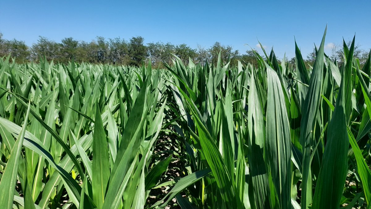 Mariano Martinez tweet media