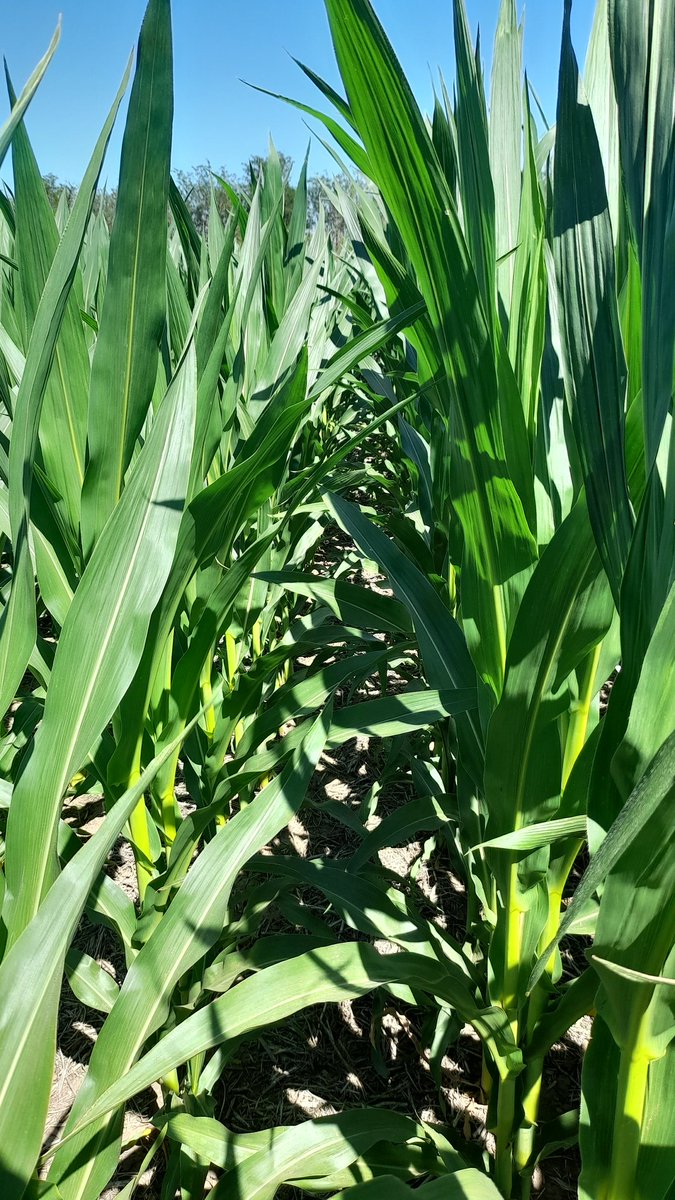 Mariano Martinez tweet media