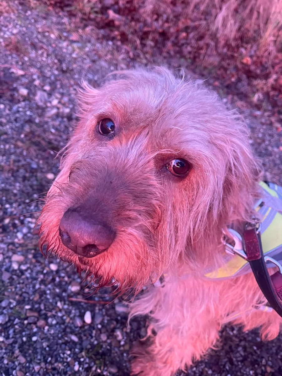 ZENTA lebt auf unserer Päppelstelle und hat Krebs.
Sie kam als Hospizhund, um es noch einmal schön zu haben! Jetzt können in zwei Operationen beide Milchleisten entfernt werden und sie hätte Aussicht auf ein beschwerdefreies Leben. Bitte unterstützt sie: 
paypal.com/pool/9bNAvEW5z…