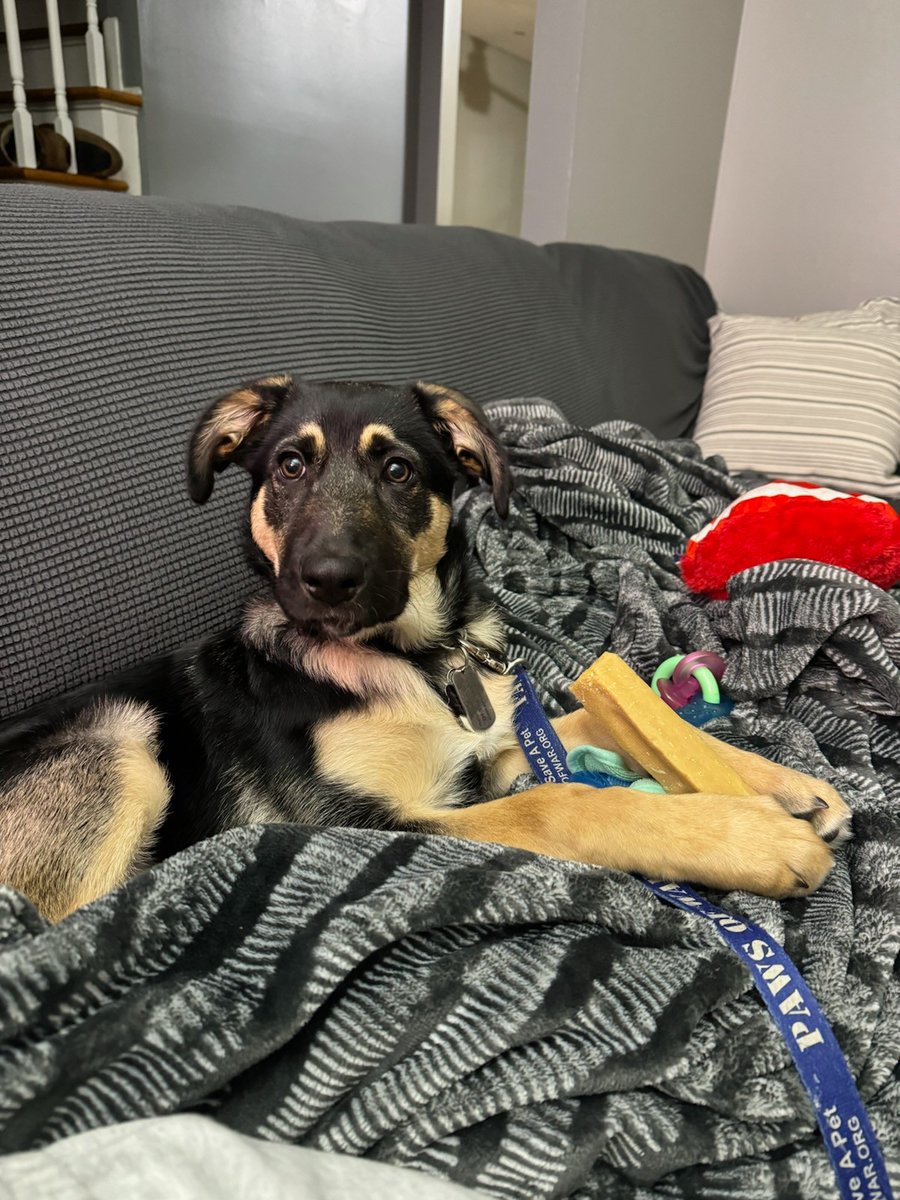 Paws of War tweet media